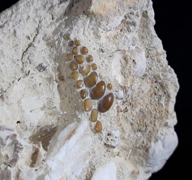Phacodus punctatus (DIXON 1850) - Bild © FossNet FossilienStore